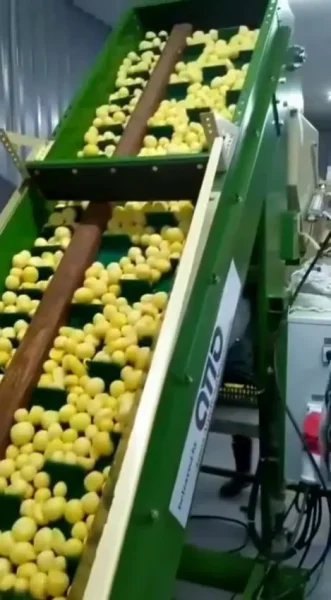 линия
